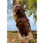 Lambskin rug Gently Brown 180x60cm Royal Camping Lambskin rug Gently Brown 180x60cm Royal Camping