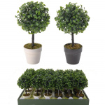 Boxwood Small Plastic