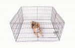 Canis Dog Kennel Active